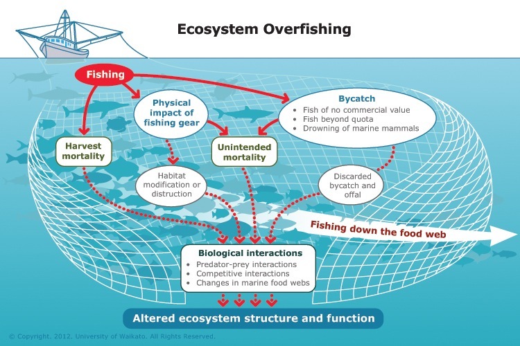 Diagram showing impact of overfishing on marine ecosystems. 