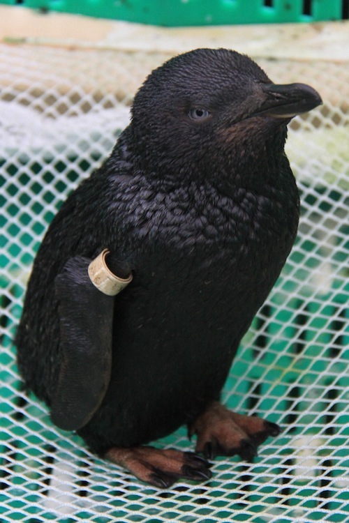 Penguin covered in black oil from marine oil spill.