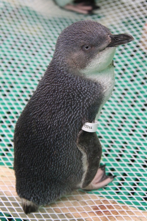 De-oiled penguin ready to be released back into the wild