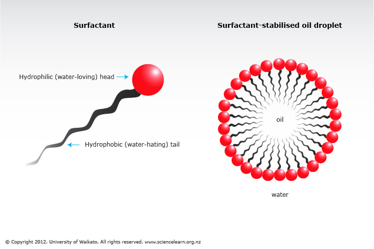 A surfactant molecule & a surfactant-stabilised oil droplet. 