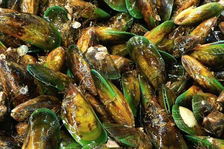 Harvested New Zealand Green-lipped Mussels