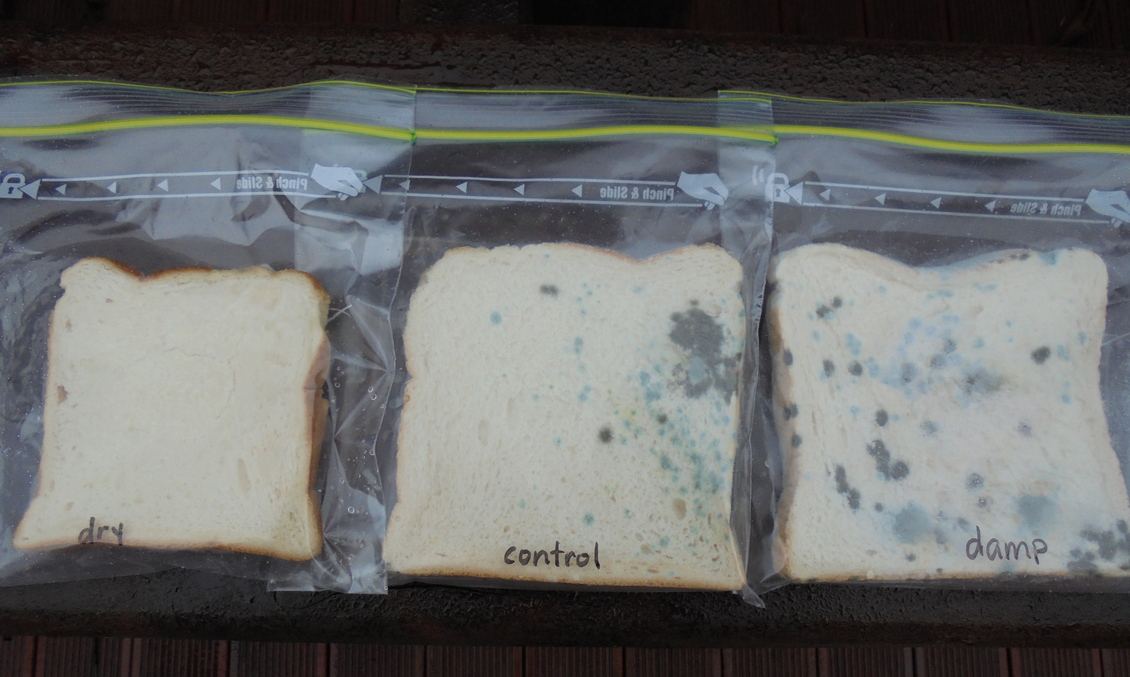 3 slices of white bread in plastic bags - a mould experiment.