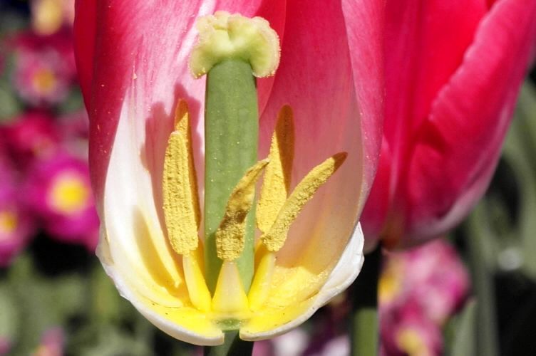 A cutaway tulip flower.