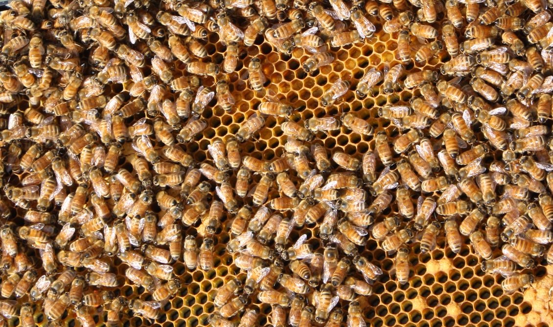 Many young worker honey bees in a hive.
