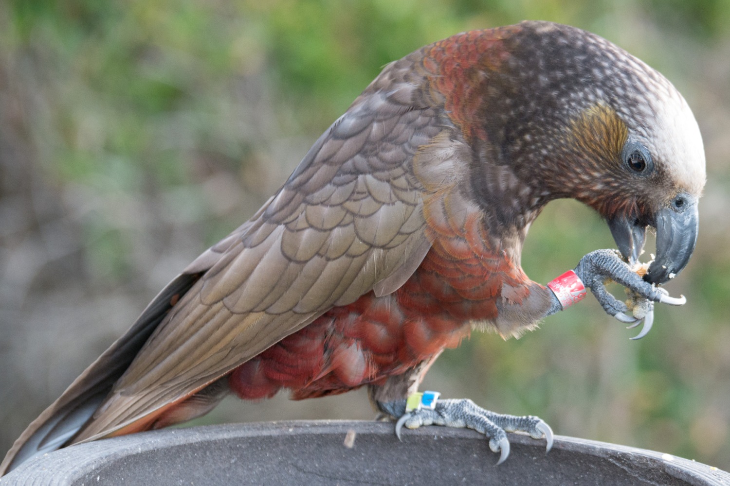 коричневый попугай. несторовые попугаи. попугай кака. попугай кеа. коричневый попугай.
