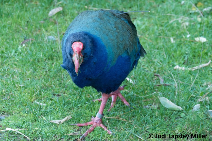 An older male takahē who has just finished moulting. 