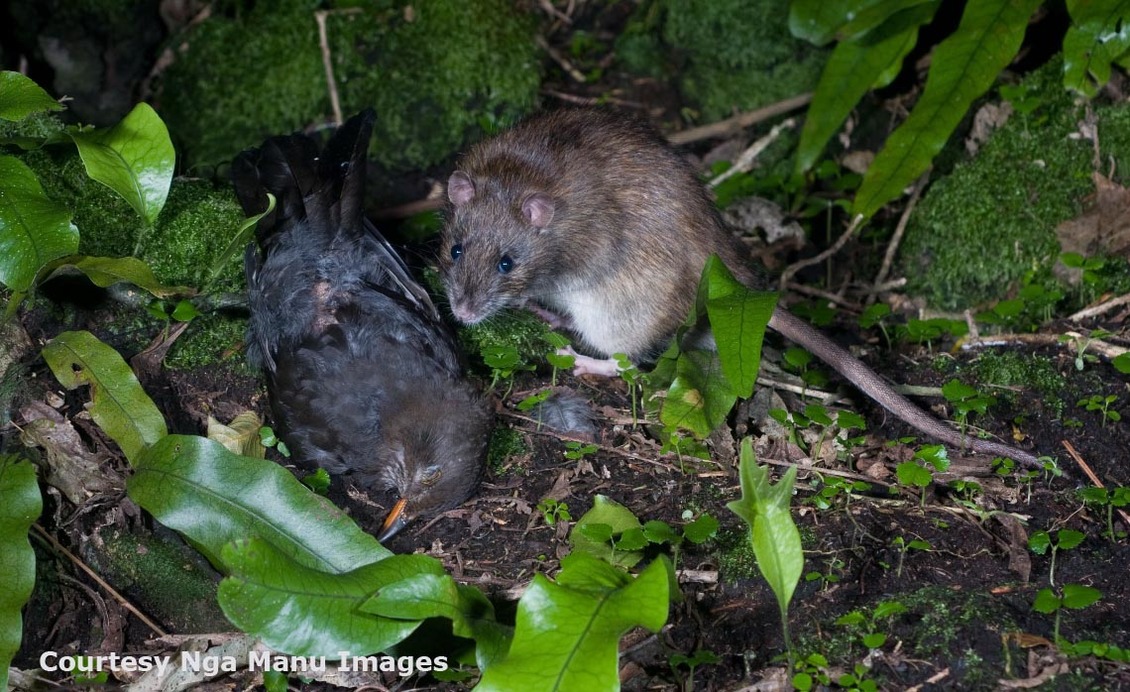 Norway rat with a dead bird in the New Zealand bush