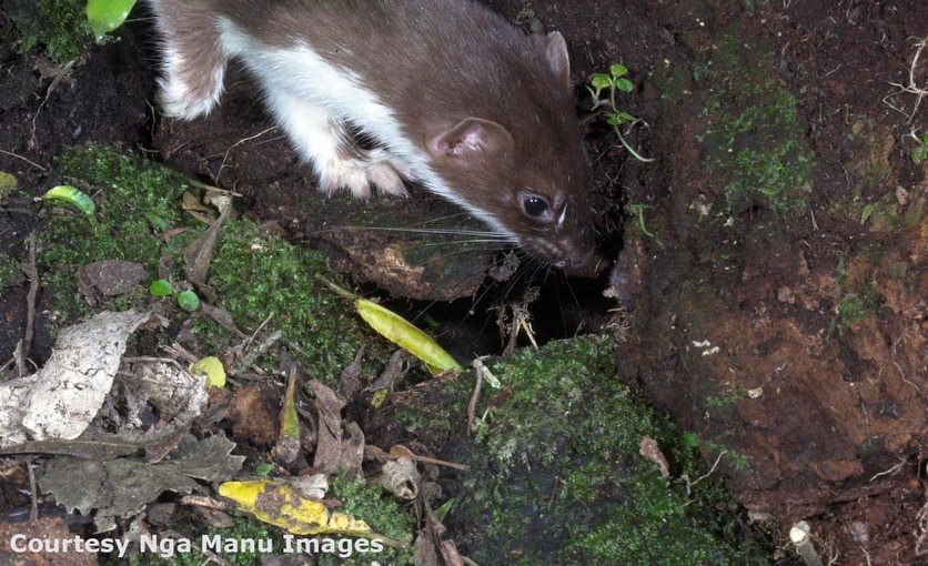 Stoat hunting - looking in a nest.