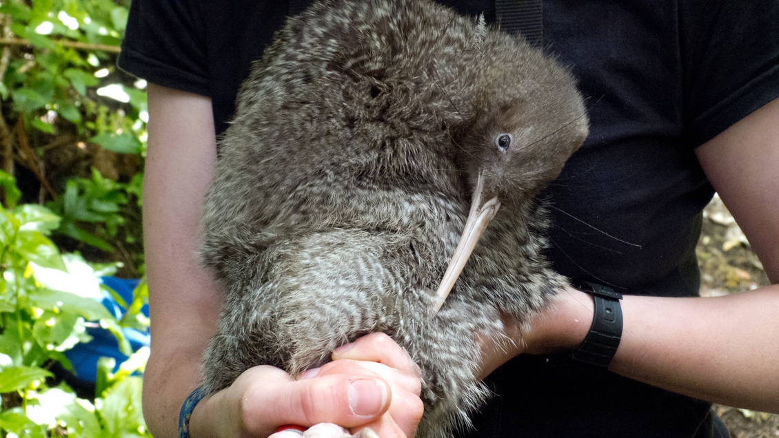 A researcher holding a little-spotted kiwi (kiwi pukupuku). 