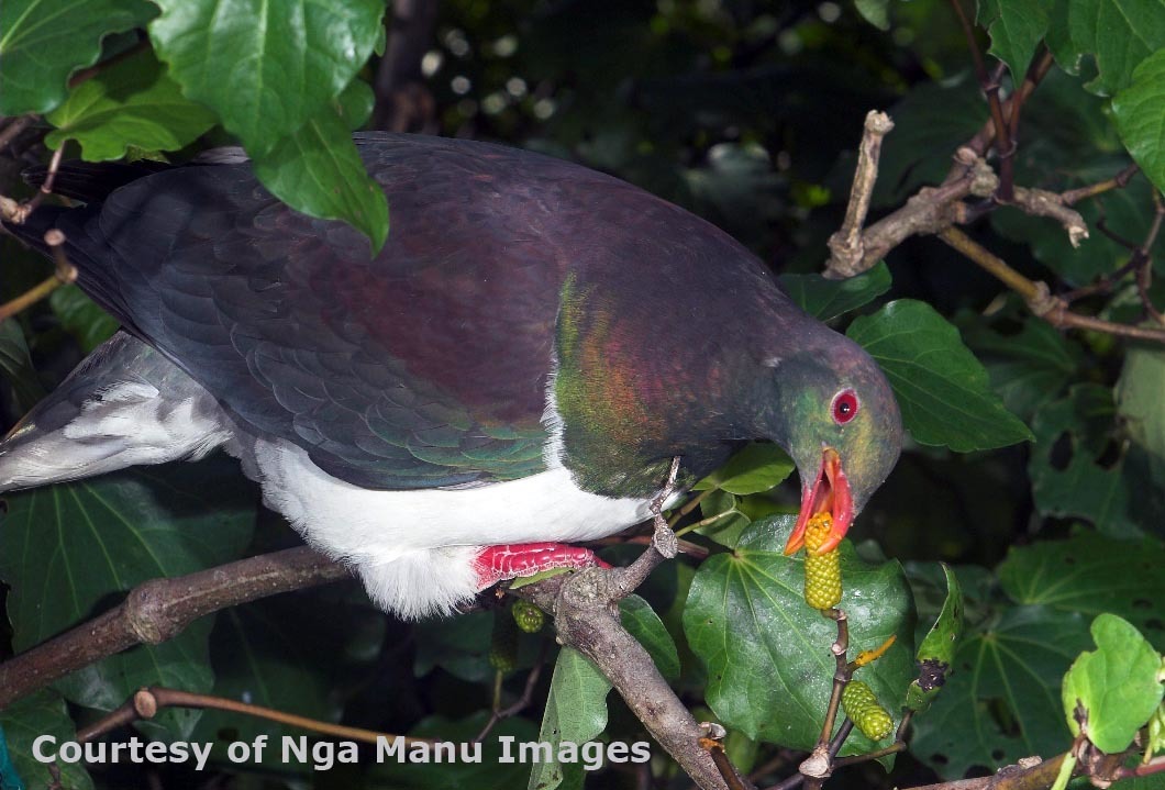 A kererū pigeon feeding on kawakawa fruit in a tree.