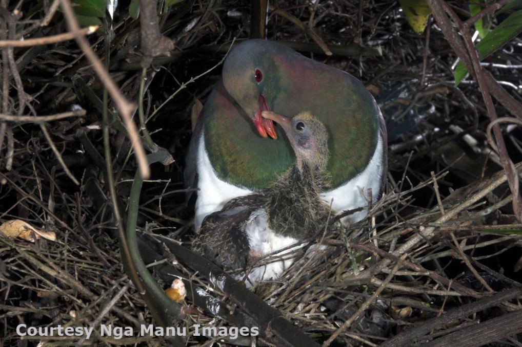 Kererū chick being fed in nest in a tree. 