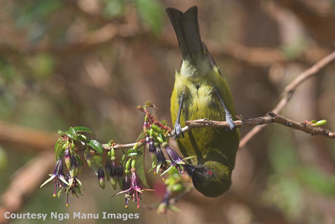 Male bellbird feeding on a fuchsia tree tree.