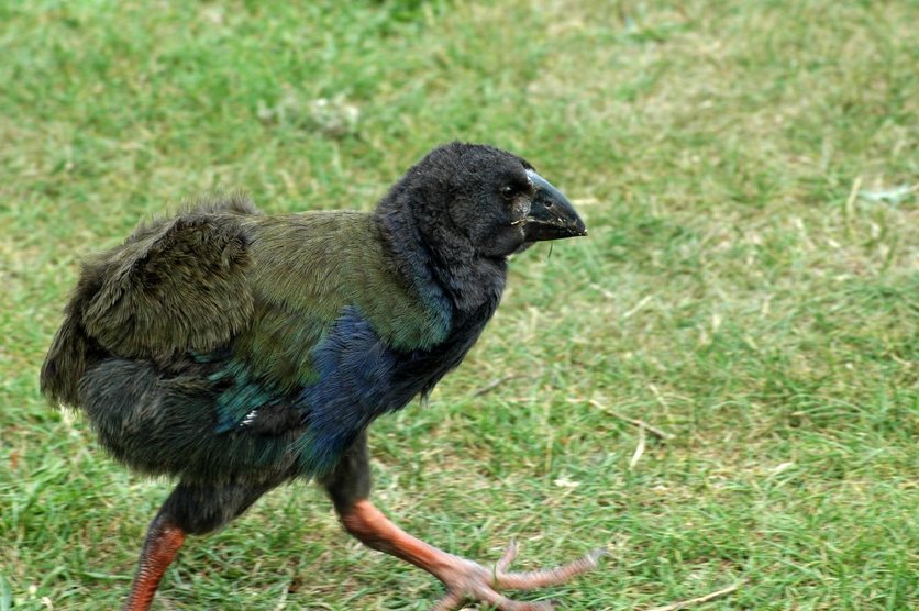 Young takahē, the top of Tiritiri Island, North of Auckland, NZ.