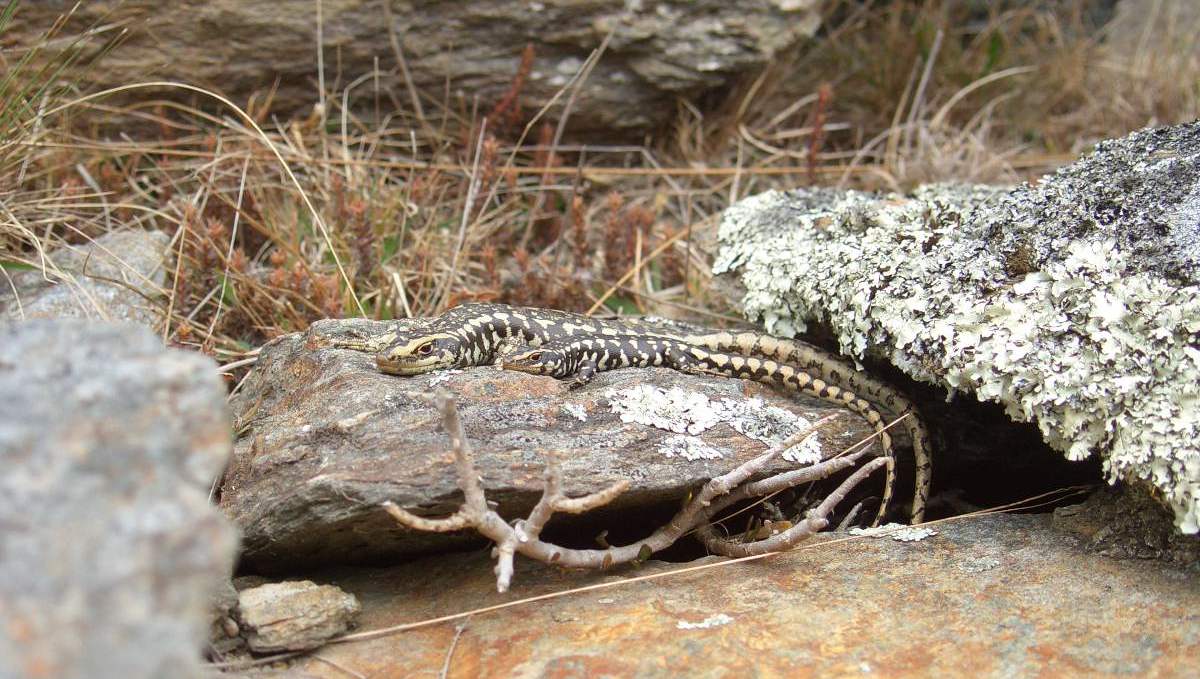 Is a skink a reptile or amphibian discount