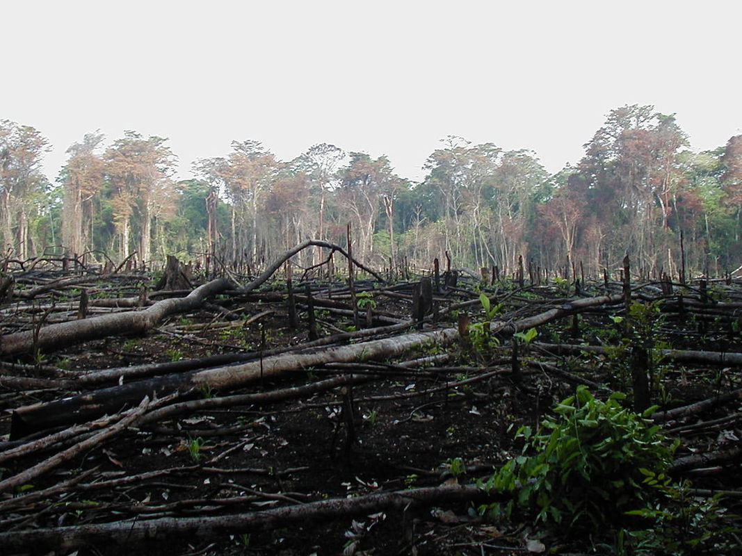 Lacanja burn shows deforestation