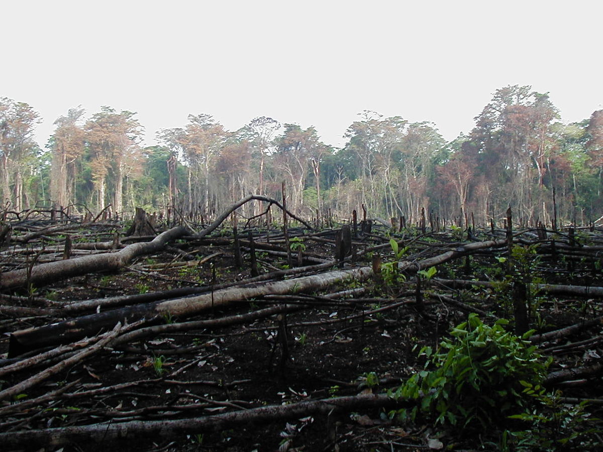 Deforestation — Science Learning Hub