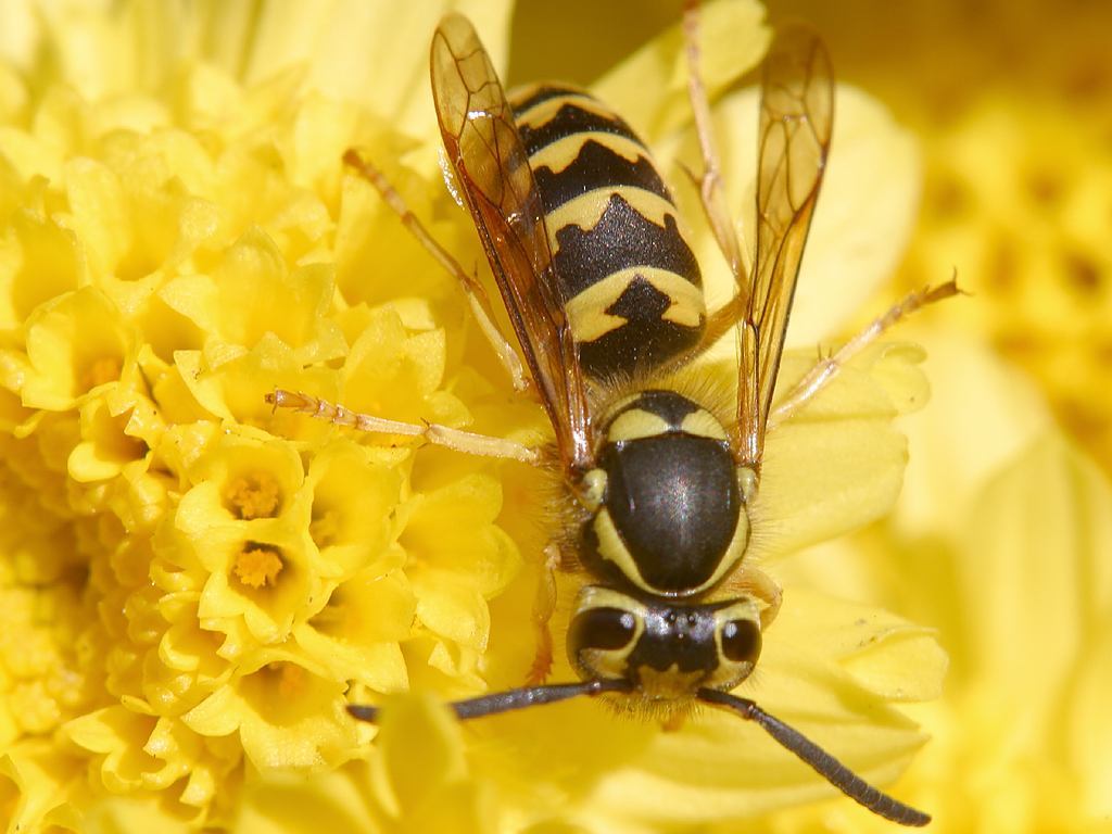 A German wasp (Vespula germanica) on a yellow flower.