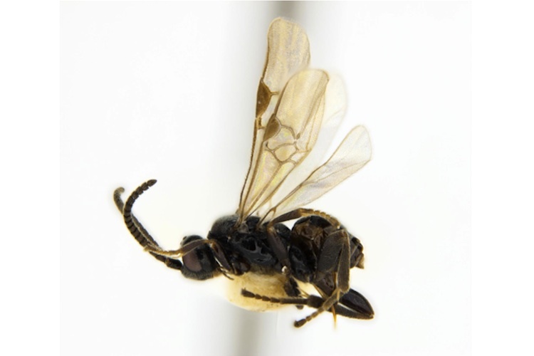 Shireplitis frodoi a New Zealand species of native wasp