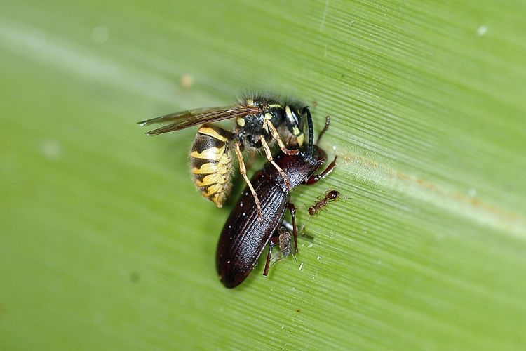 A wasp (Vespula vulgaris) and ants eat a black beetle.
