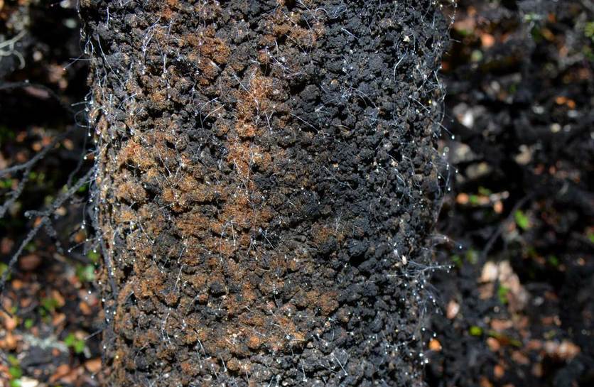 Black sooty mould growing on a beech tree. 
