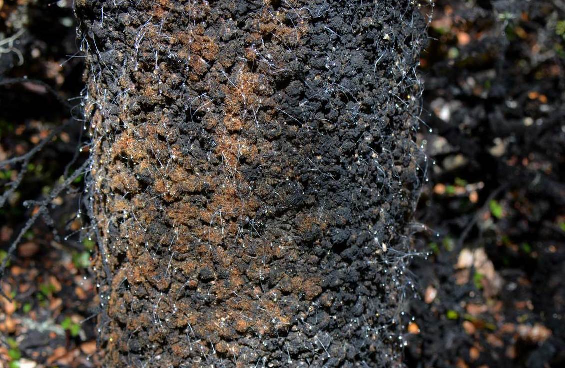 Black sooty mould growing on a beech tree. 