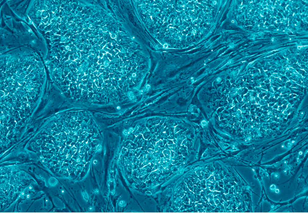 Human Embryonic Stem Cells.