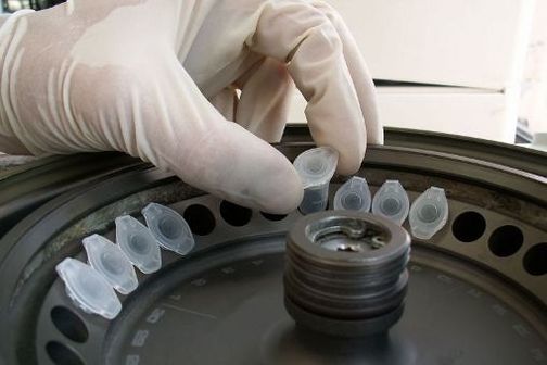 DNA samples Eppendorf tubes being placed in a microcentrifuge.