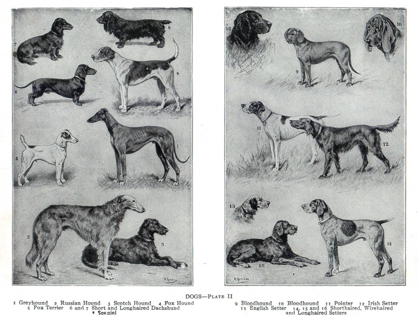 Working dog breeds from 1914.