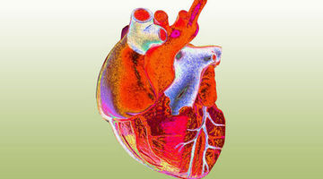 Label the heart — Science Learning Hub