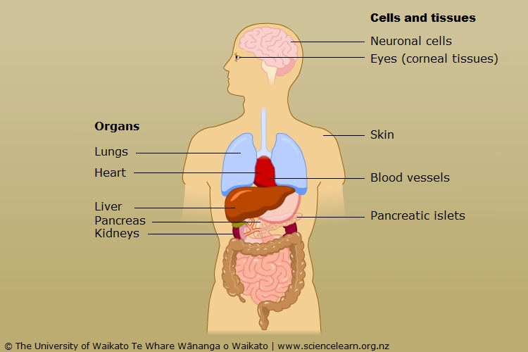 Diagram of which organ, cell and tissue are suitable transplants