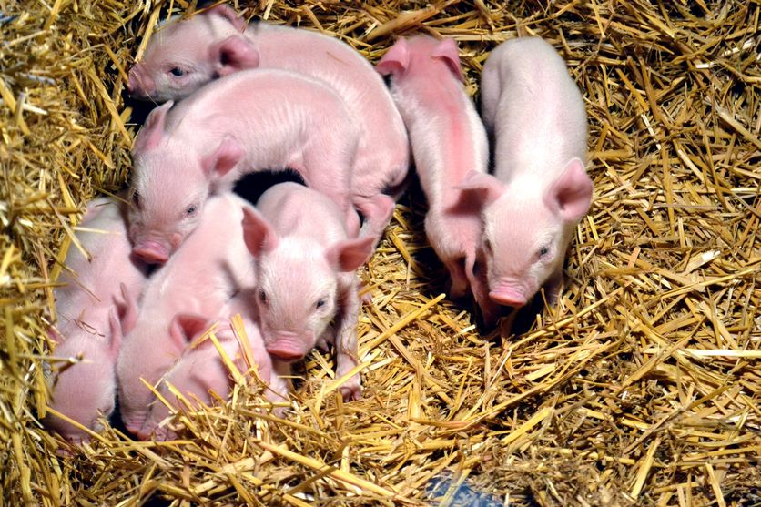 A group of piglets on hay.