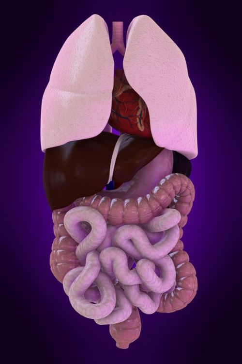 Illustration of human organs in the chest - stomach area. 