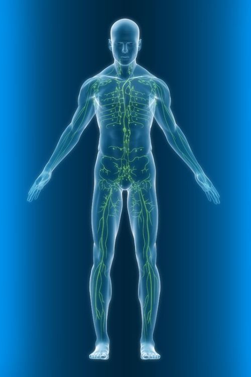 A healthy human lymphatic system illustration.