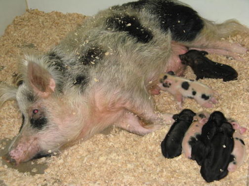 Designated pathogen-free sow and piglets in indoor pen.