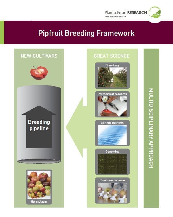 Pipfruit Breeding Framework inforgraphic poster