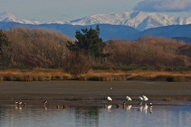 Birds on the Ashley River Estuary, Canterbury, New Zealand.