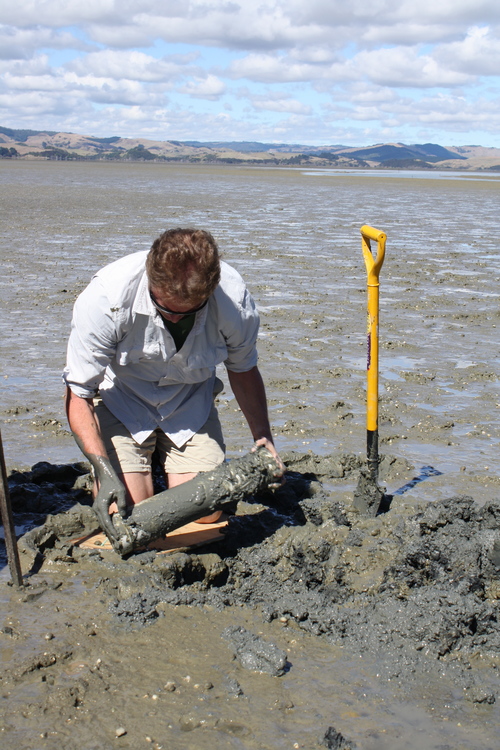 Andrew Swales takes a core sample from the Kāwhia Estuary.