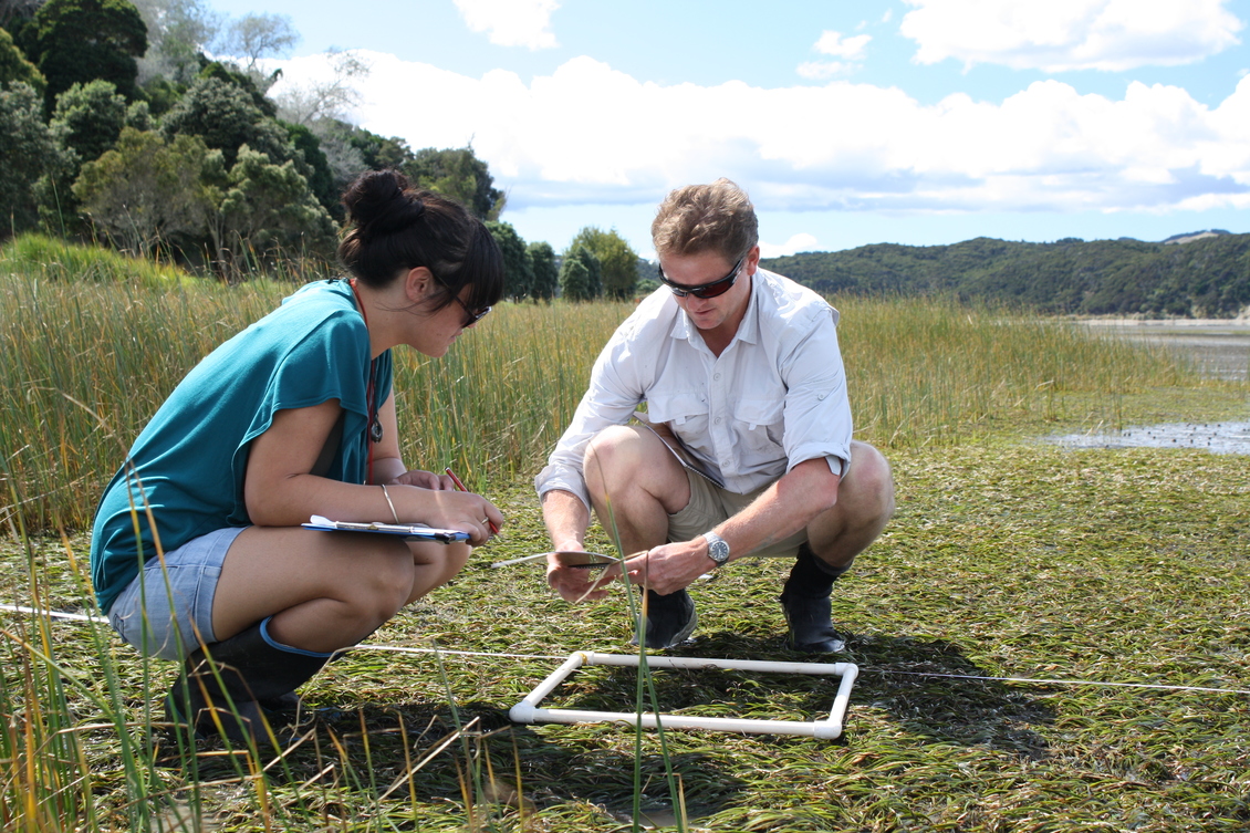 2 scientists using a quadrat to monitor life at Kāwhia Estuary.