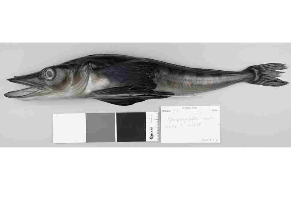 Crocodile icefish before being prepared for photographing.