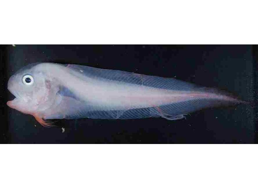 A different snailfish species — Science Learning Hub