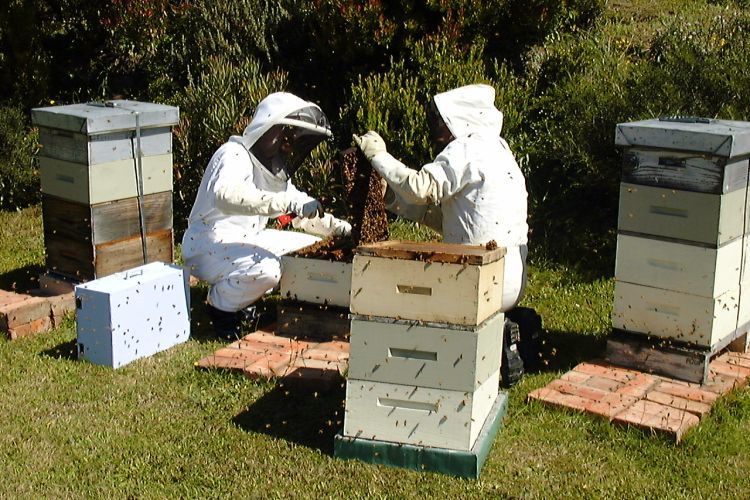 2 beekeepers in full protective gear and hives outside
