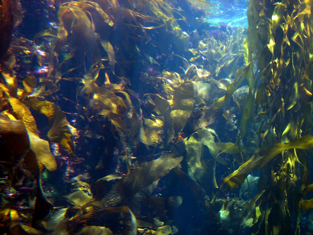 An underwater shot of a kelp forest.