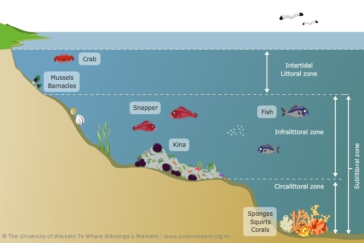 Reef zones diagram.