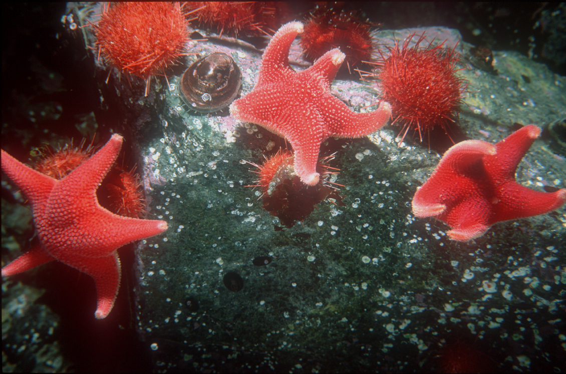 Underwater sea stars, urchins and limpets from Antarctic benthos