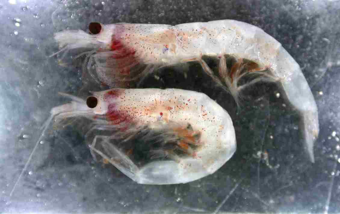 Two Antarctic zooplankton - krill.