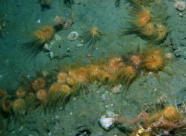 Crinoid echinoderms at 370 metre depth in the southern Ross Sea