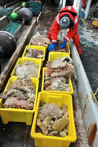 Haul of mostly glass sponges awaiting weighing and sorting