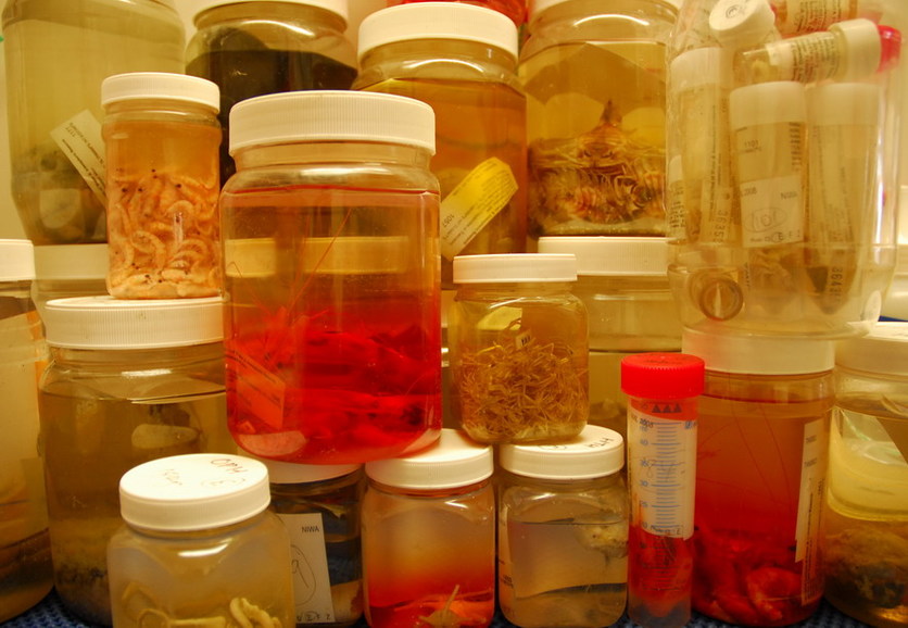 Marine specie samples sorted into jars and preserved in alcohol.