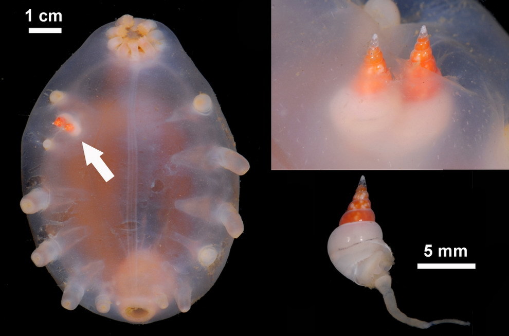 Stilapex (gastropod mollusc) + Scotoplanes (holothurian ‘sea pig