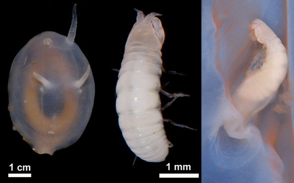 Tanaid parasite living inside holothurian skin of a sea cucumber